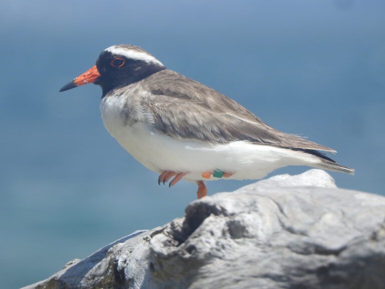 kulík pobřežní (Charadrius novaeseelandiae)
