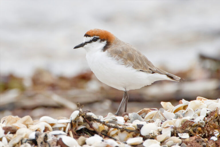 kulík rezavotemenný (Anarhynchus ruficapillus)