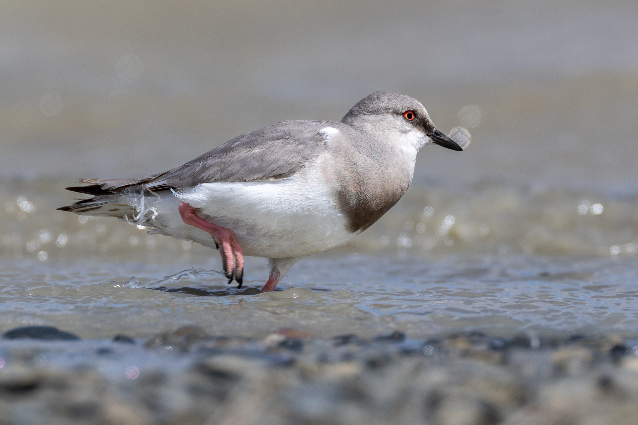 kulík šedý (Pluvianellus socialis)