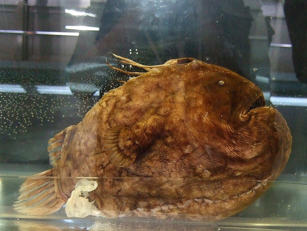 Kulovník grónský (Himantolophus groenlandicus)