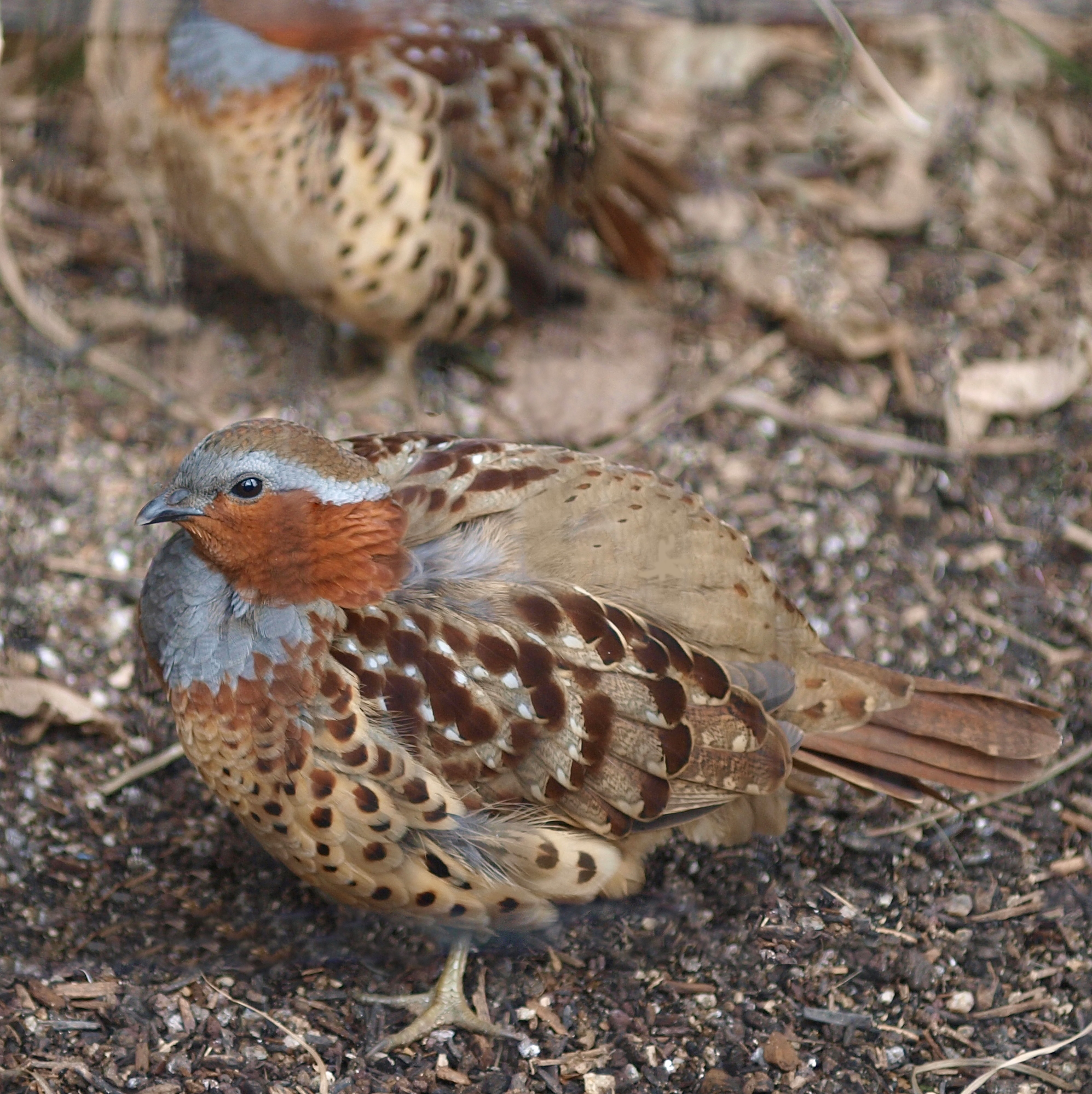 kur bambusový (Bambusicola thoracicus)