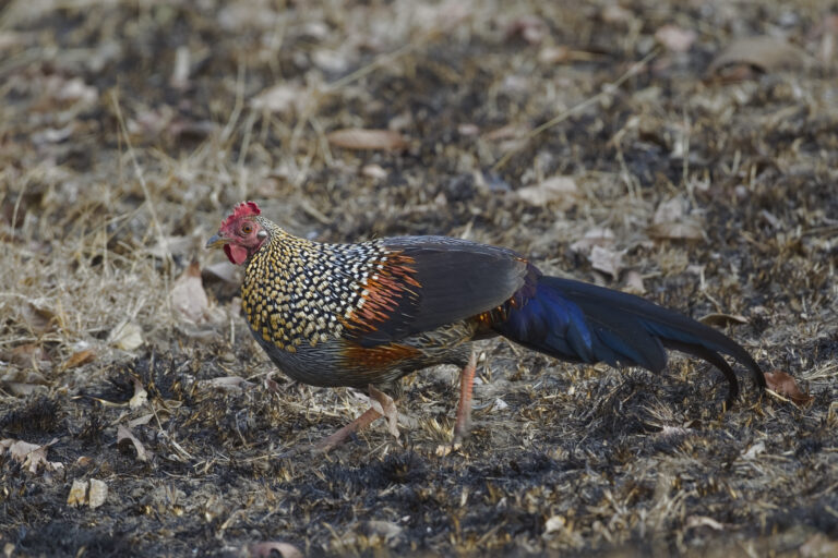 kur Sonneratův (Gallus sonneratii)