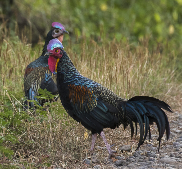 kur zelený (Gallus varius)