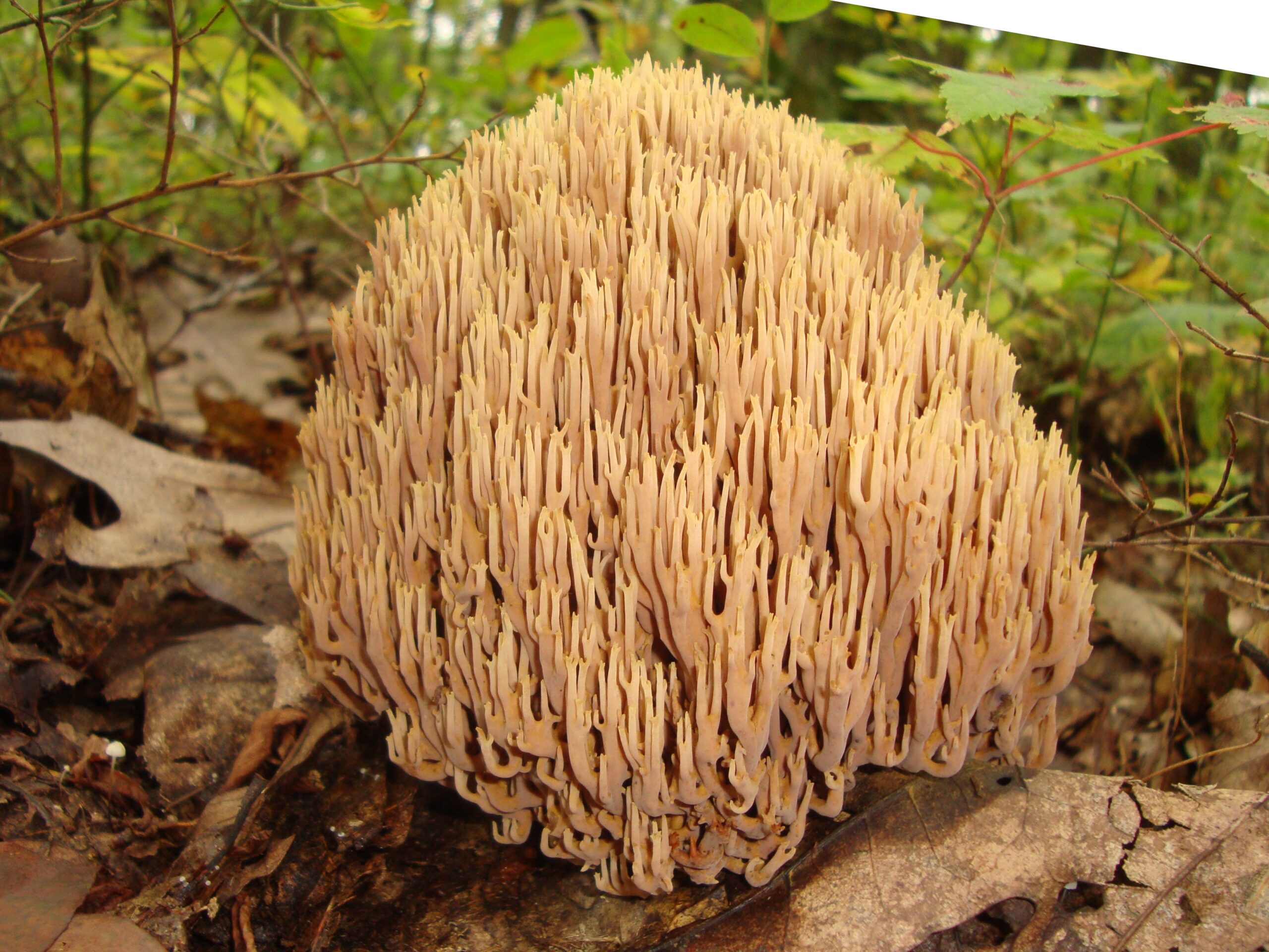 kuřátka přímá (Ramaria stricta)