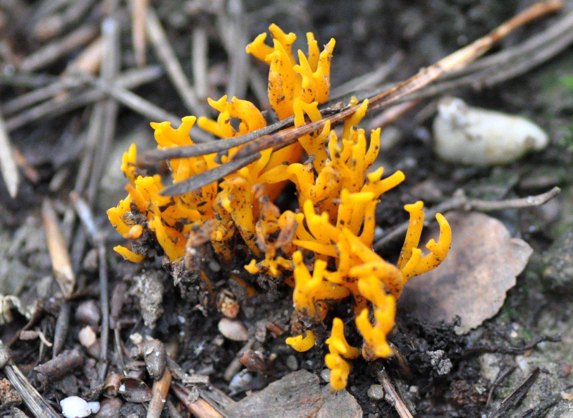 kuřinec šafránový (Ramariopsis crocea)