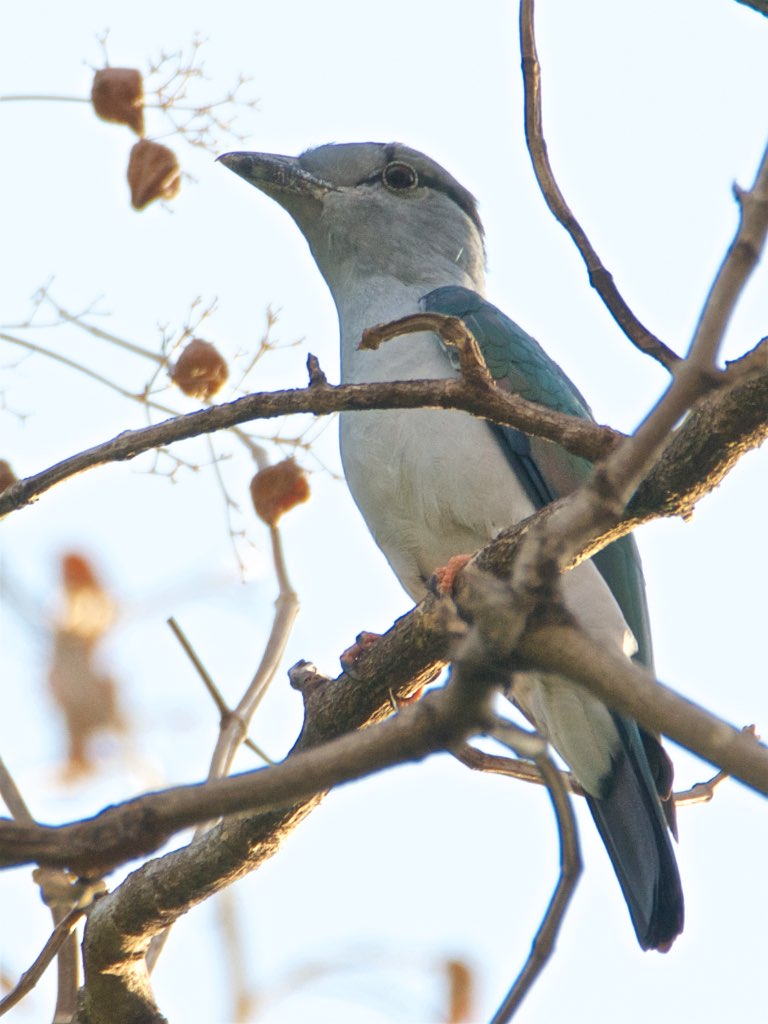 kurol madagaskarský (Leptosomus discolor)