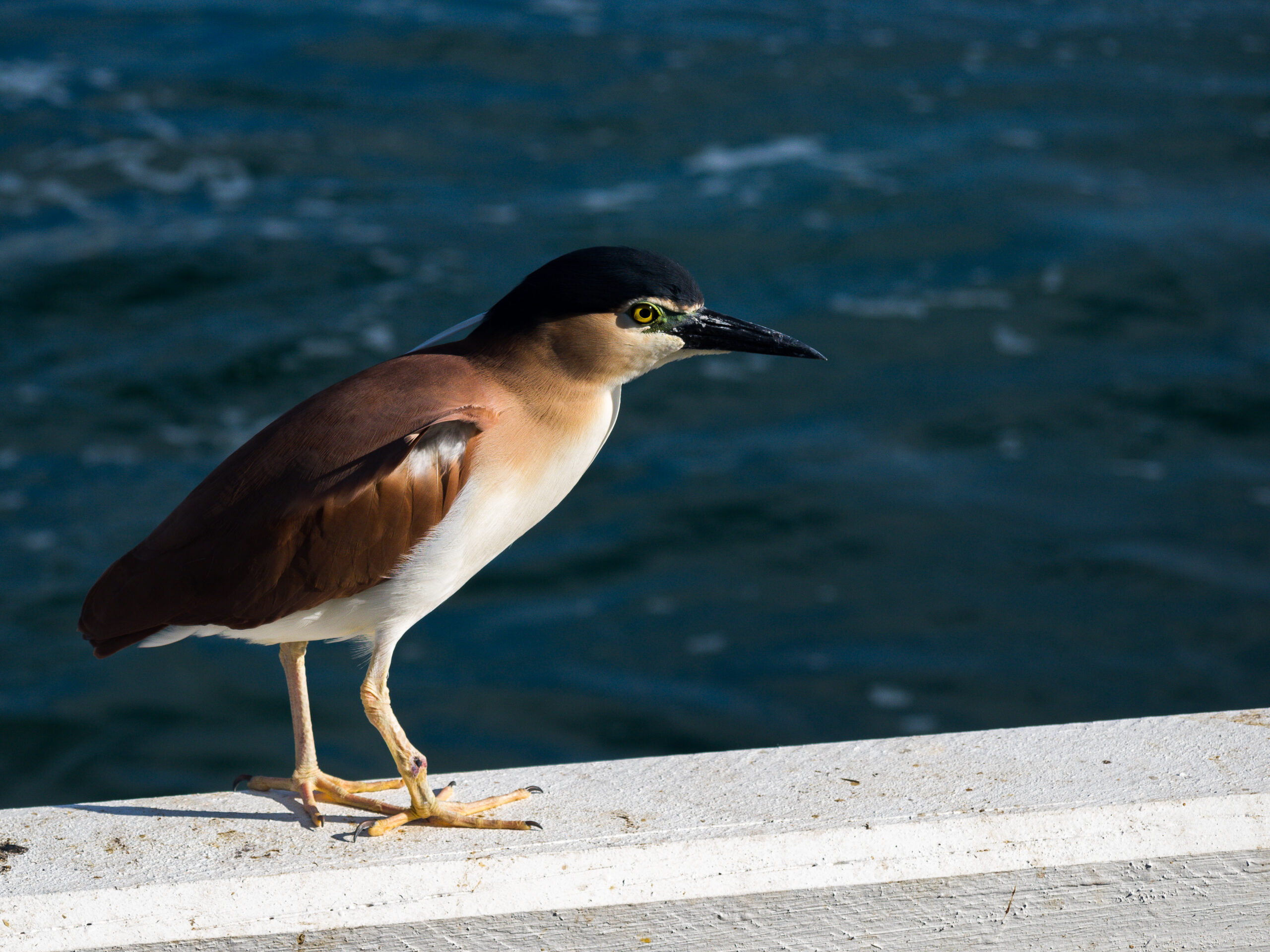 kvakoš rezavý (Nycticorax caledonicus)