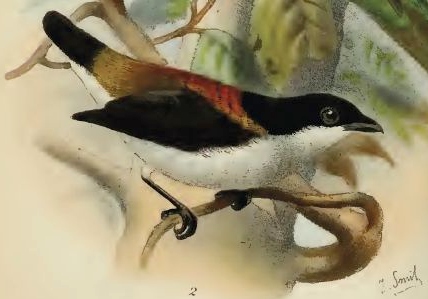 květozob čtyřbarvý (Dicaeum quadricolor)