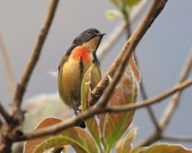 květozob indomalajský (Dicaeum ignipectus)