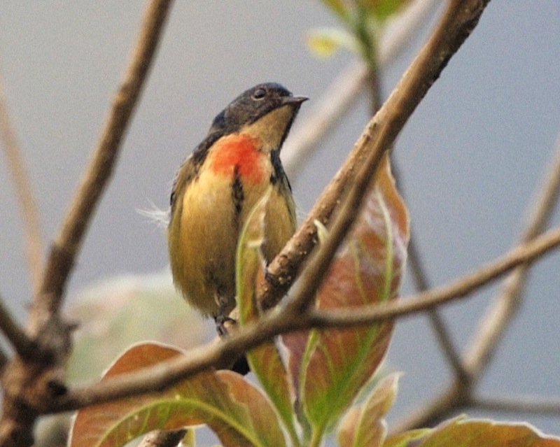 květozob indomalajský (Dicaeum ignipectus)