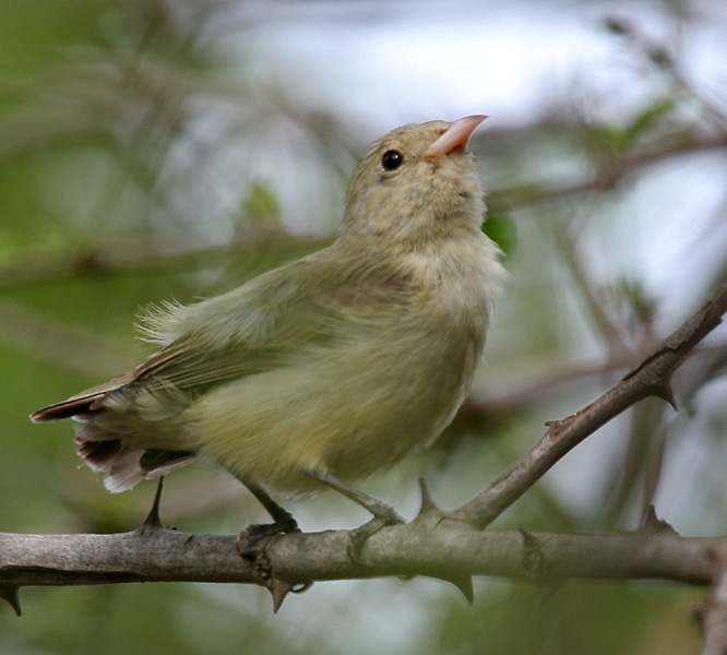 květozob křivozobý (Dicaeum erythrorhynchos)