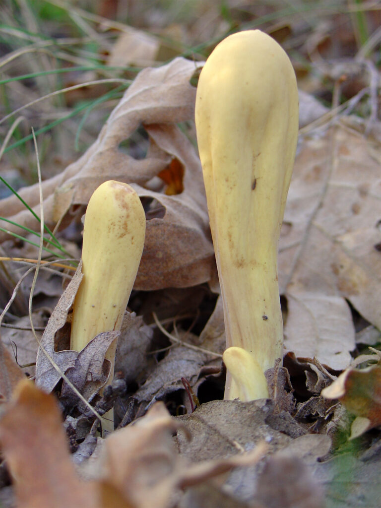 kyj Herkulův (Clavariadelphus pistillaris)