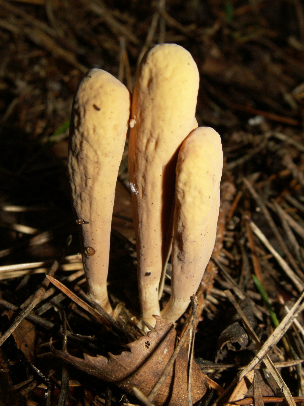 kyj jazýčkovitý (Clavariadelphus ligula)