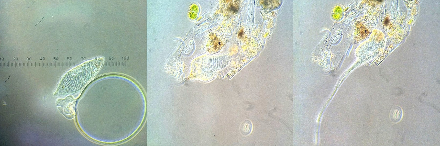 Lacrymaria olor