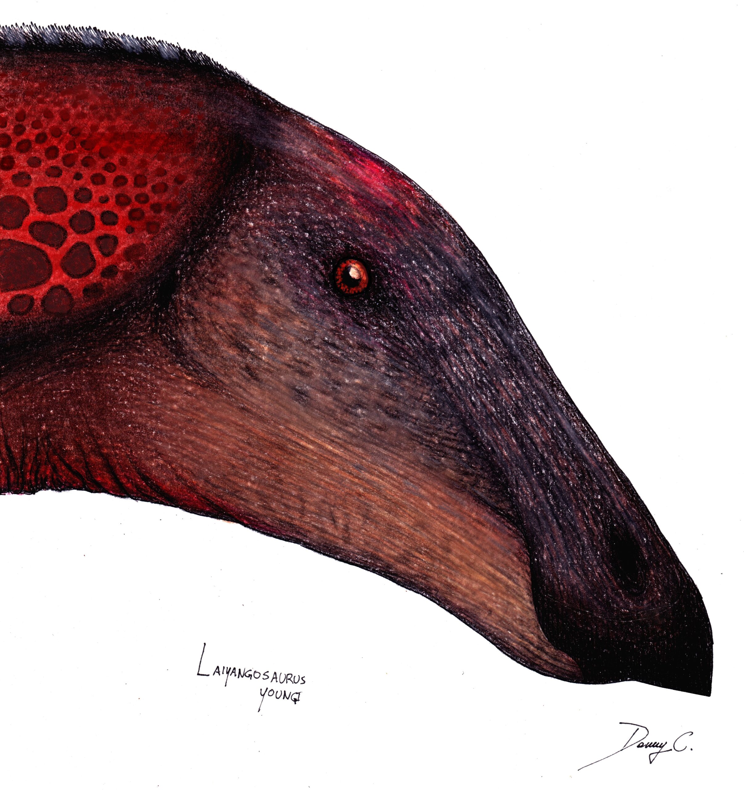 Laiyangosaurus