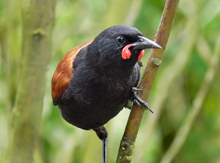 laločník sedlatý (Philesturnus carunculatus)