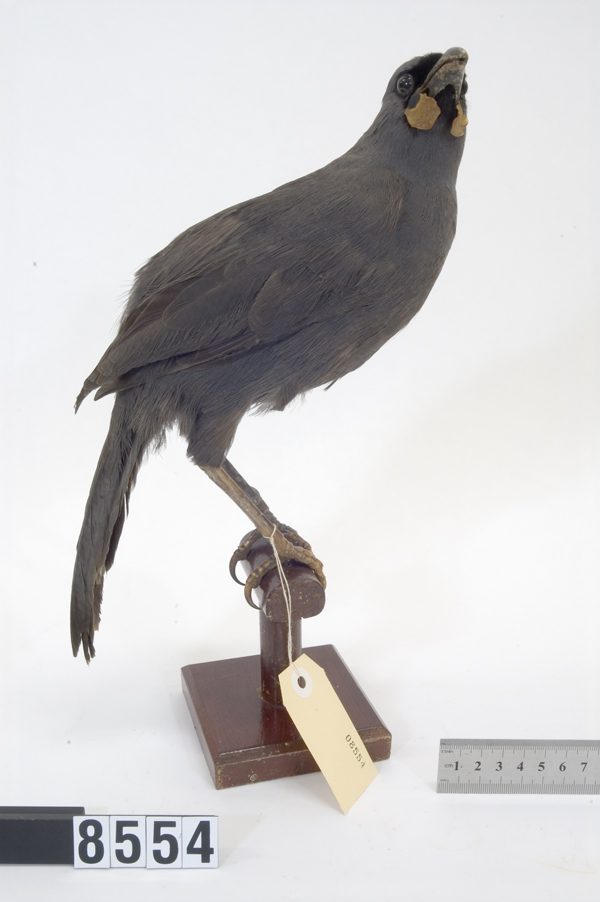 laločník šedý (Callaeas cinereus)