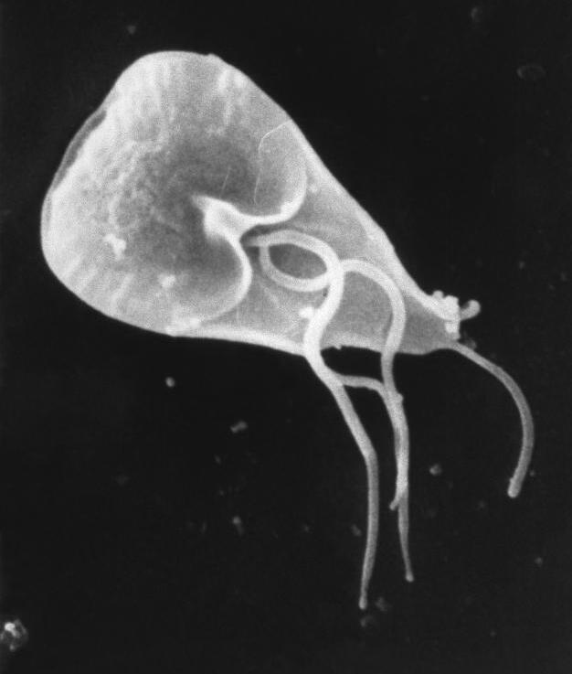 lamblie střevní (Giardia lamblia)