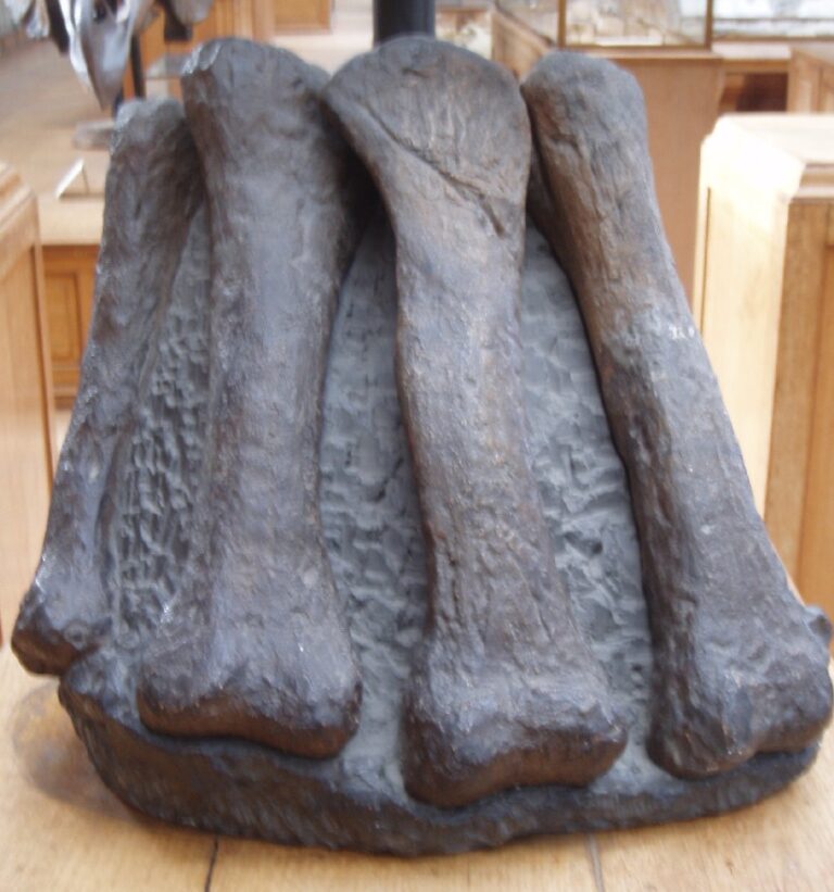Lapparentosaurus Lapparentosaurus