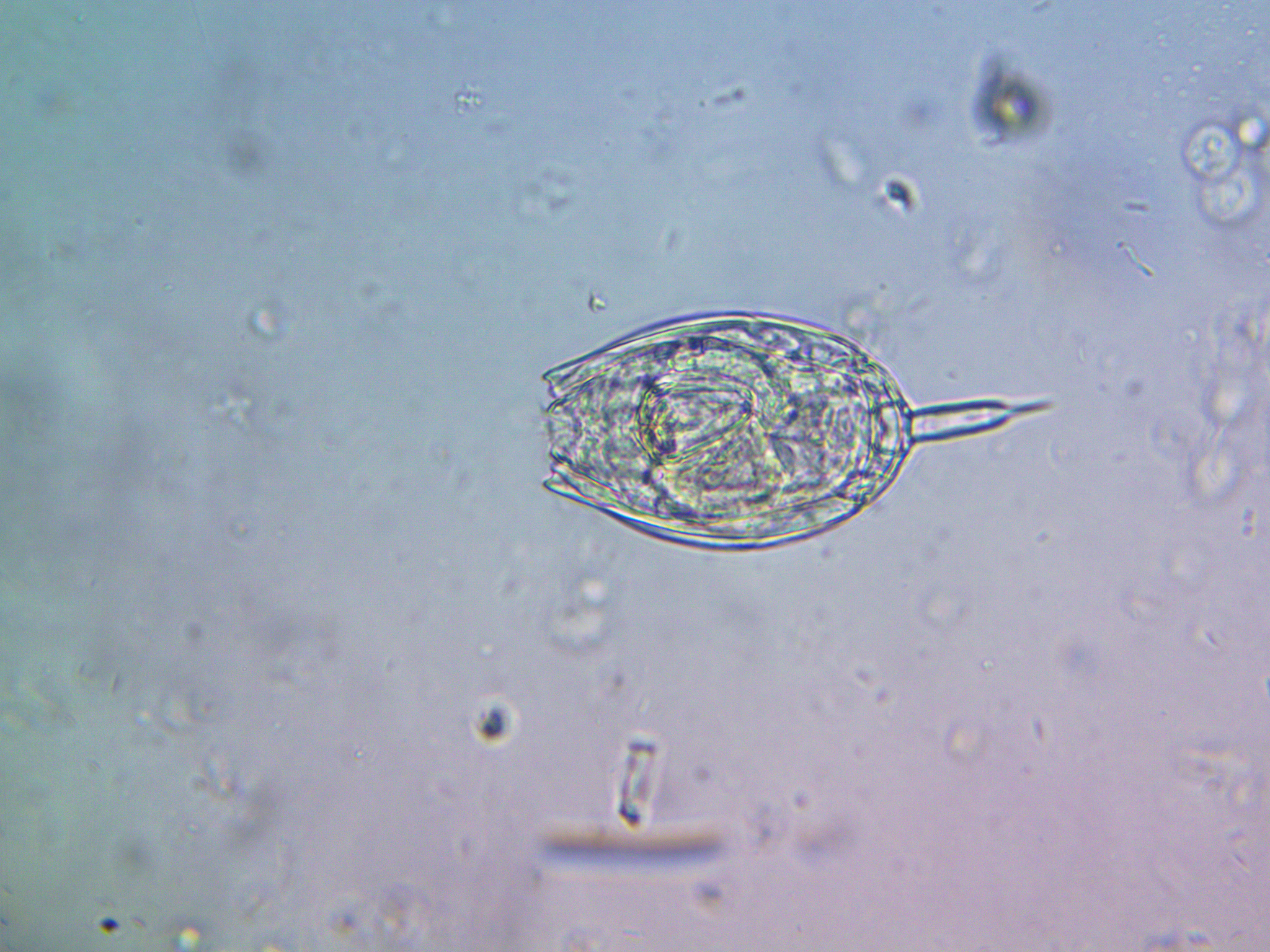 Lecane hamata