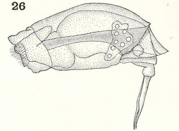 Lecane ungulata Lecane ungulata