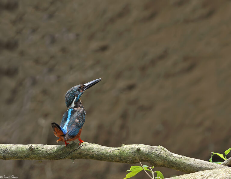ledňáček větší (Alcedo hercules)