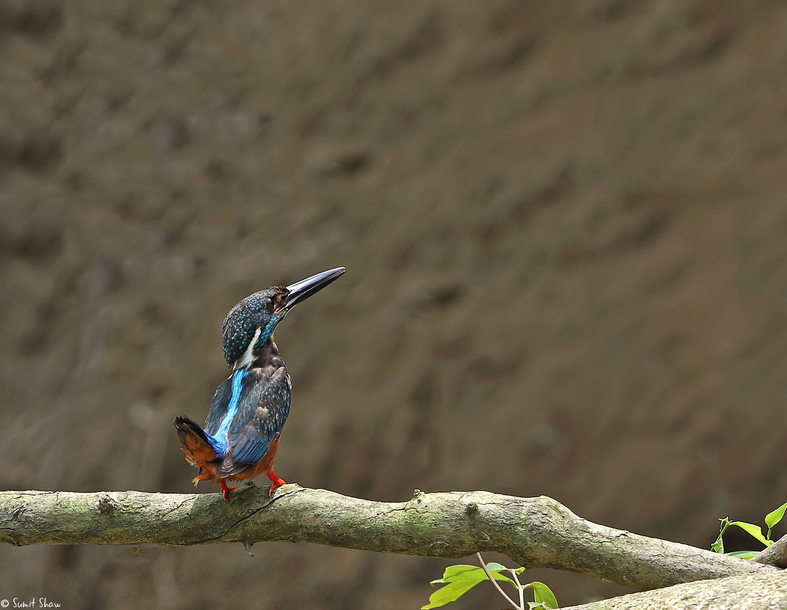 ledňáček větší (Alcedo hercules)