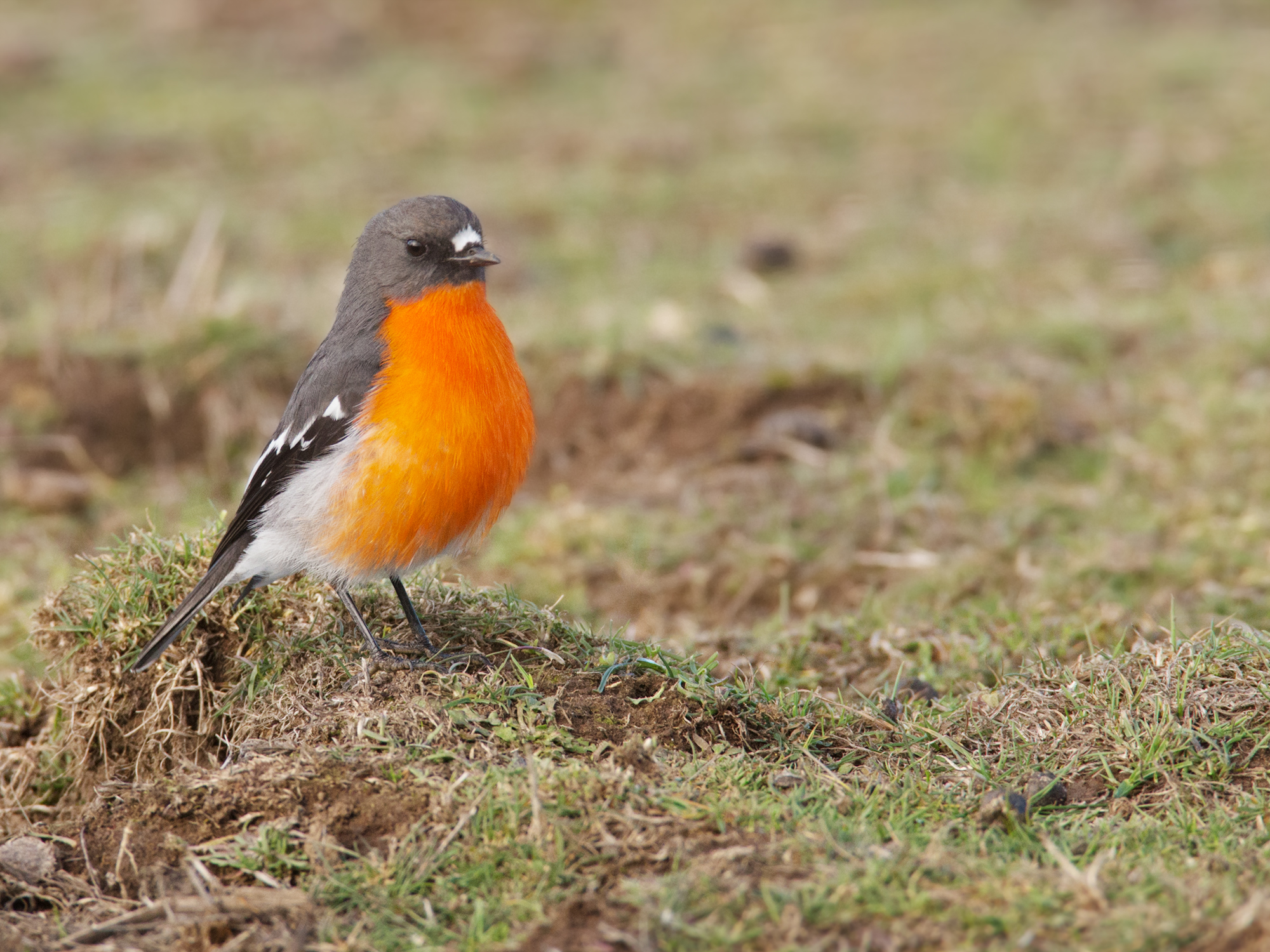 lejsčík ohnivý (Petroica phoenicea)