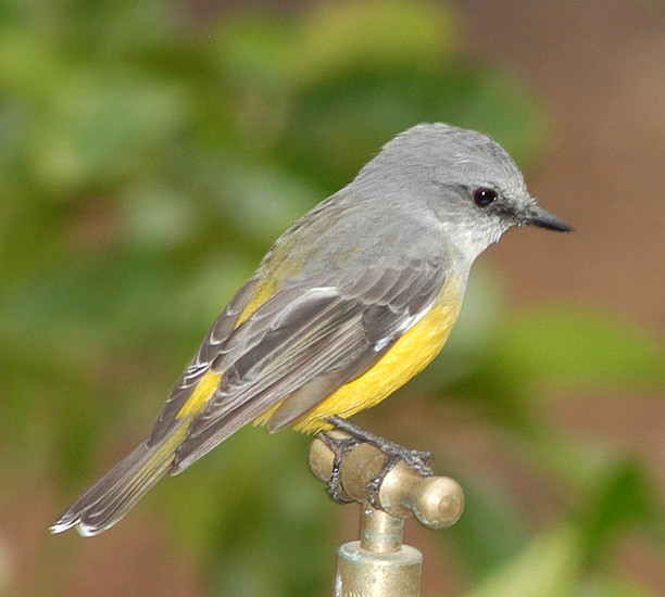 lejsčík šedoprsý (Eopsaltria griseogularis)