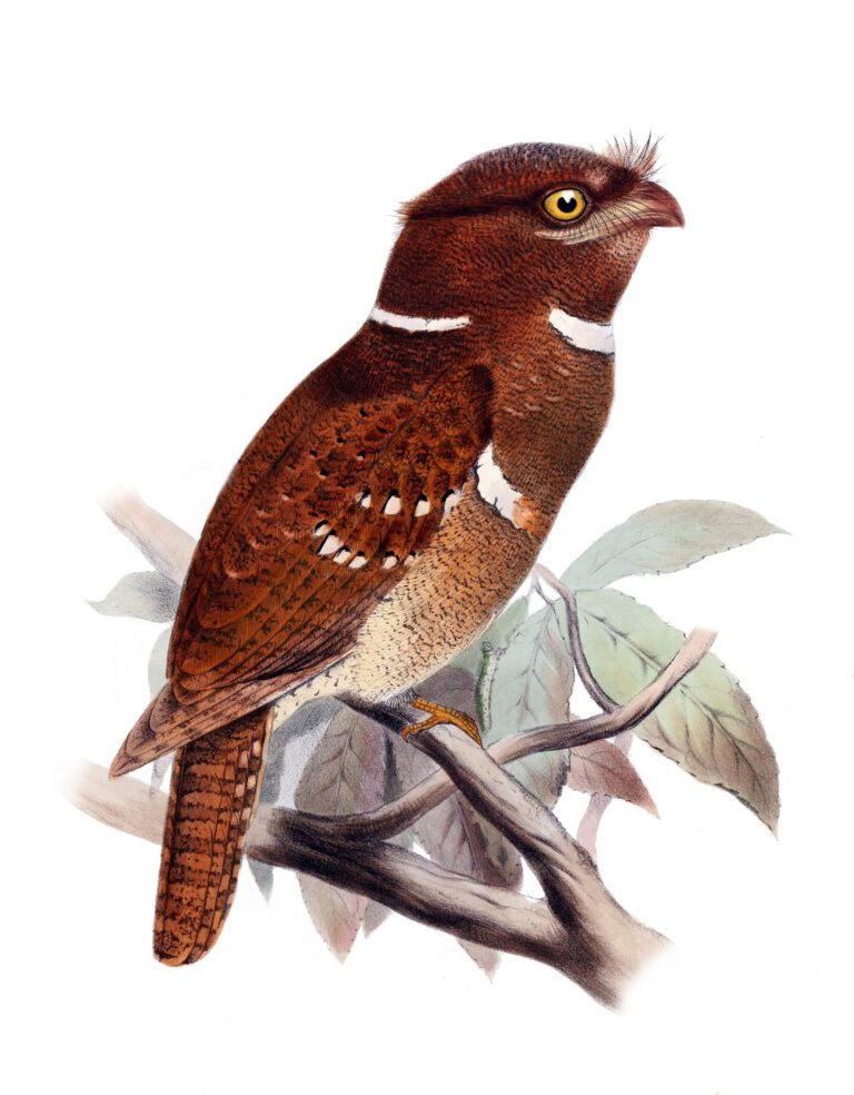 lelčík filipínský (Batrachostomus septimus)