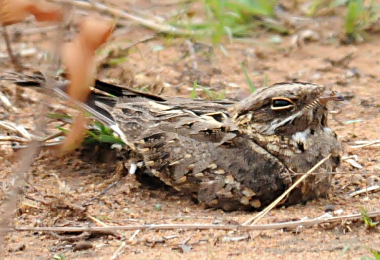 lelek džunglový (Caprimulgus asiaticus)
