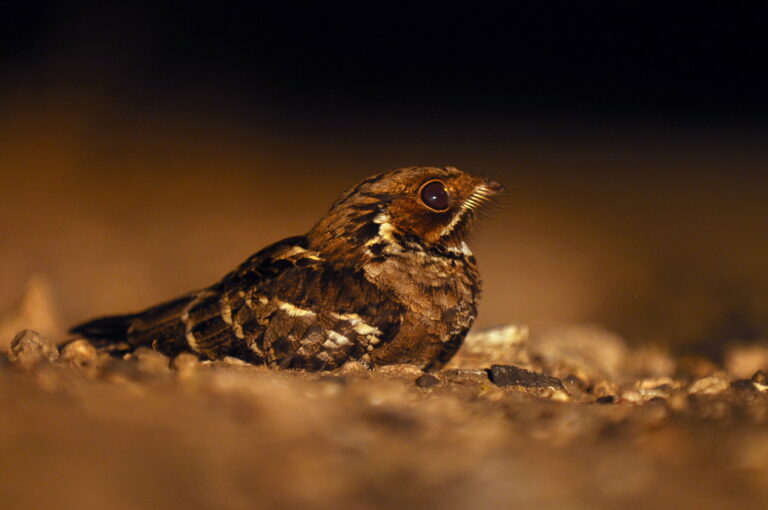 lelek malovaný (Caprimulgus atripennis)
