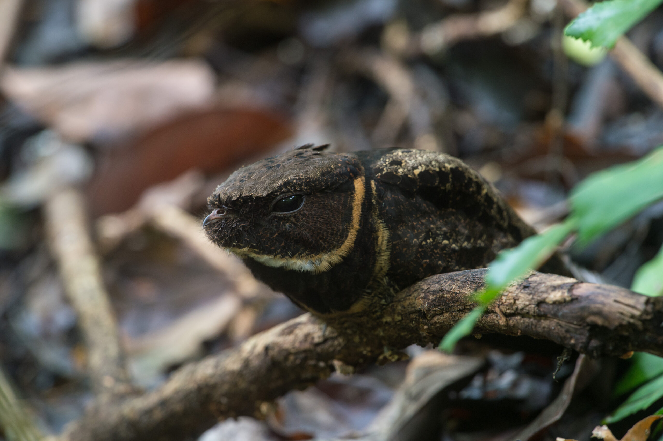 lelek ušatý (Lyncornis macrotis)