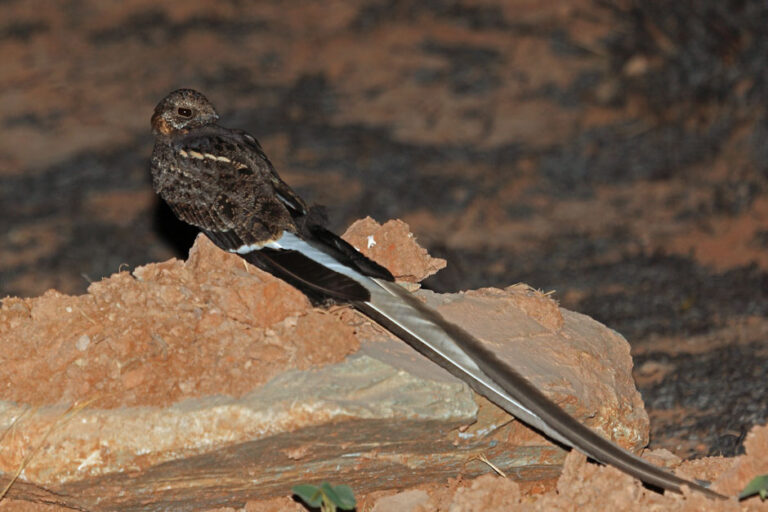 lelek vlajkový (Caprimulgus vexillarius)