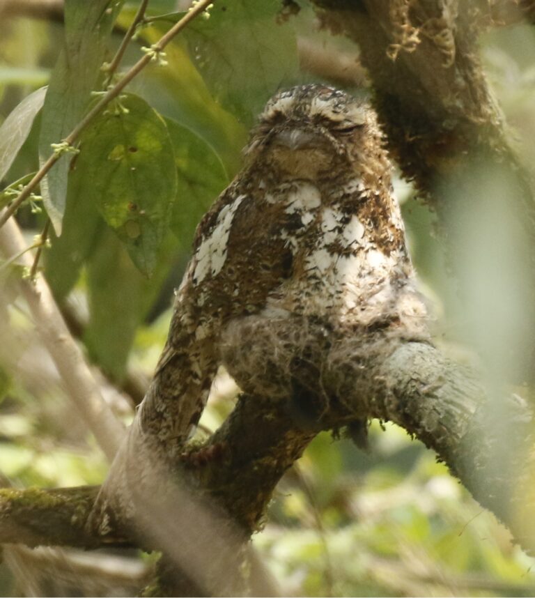 lelkoun dlouhoocasý (Batrachostomus hodgsoni)