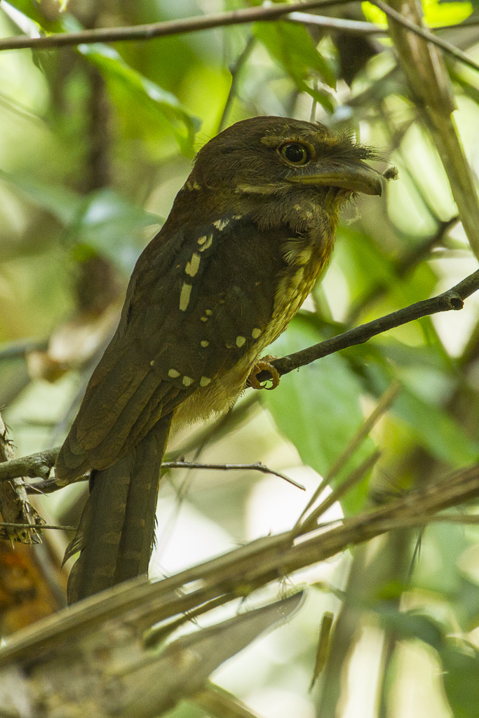lelkoun pralesní (Batrachostomus stellatus)