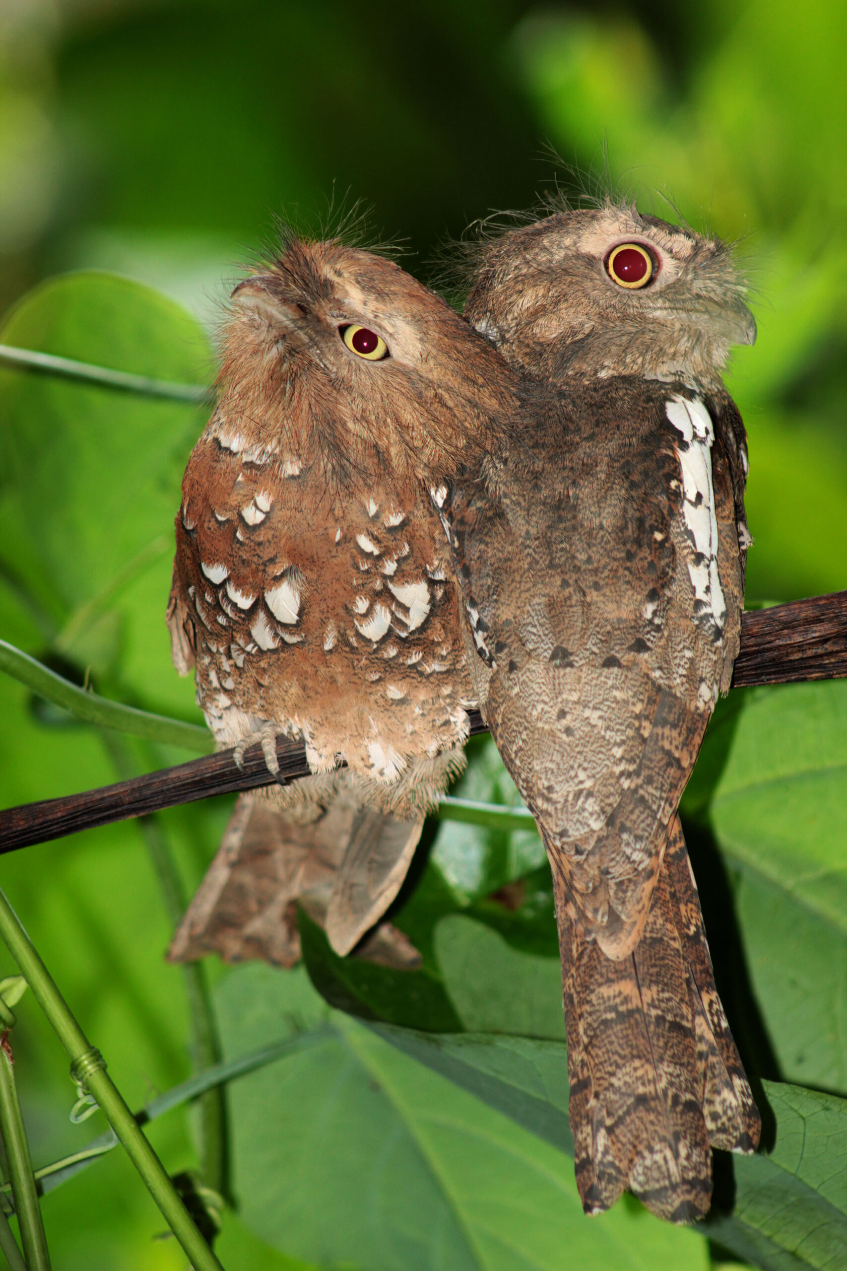 lelkoun tečkovaný (Batrachostomus javensis)