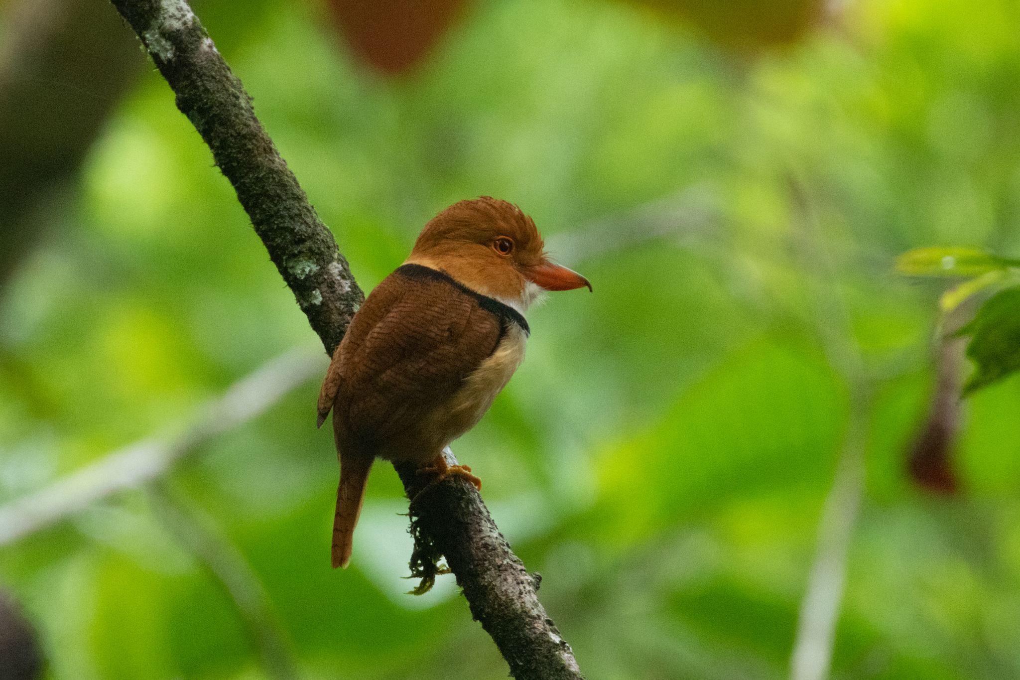 lenivka hnědohřbetá (Bucco capensis)