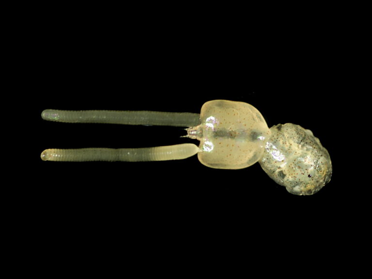 Lepeophtheirus pectoralis Lepeophtheirus pectoralis
