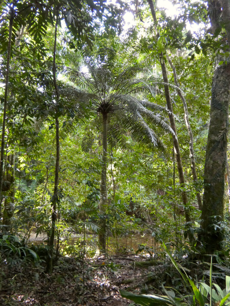 Lepidozamia hopei