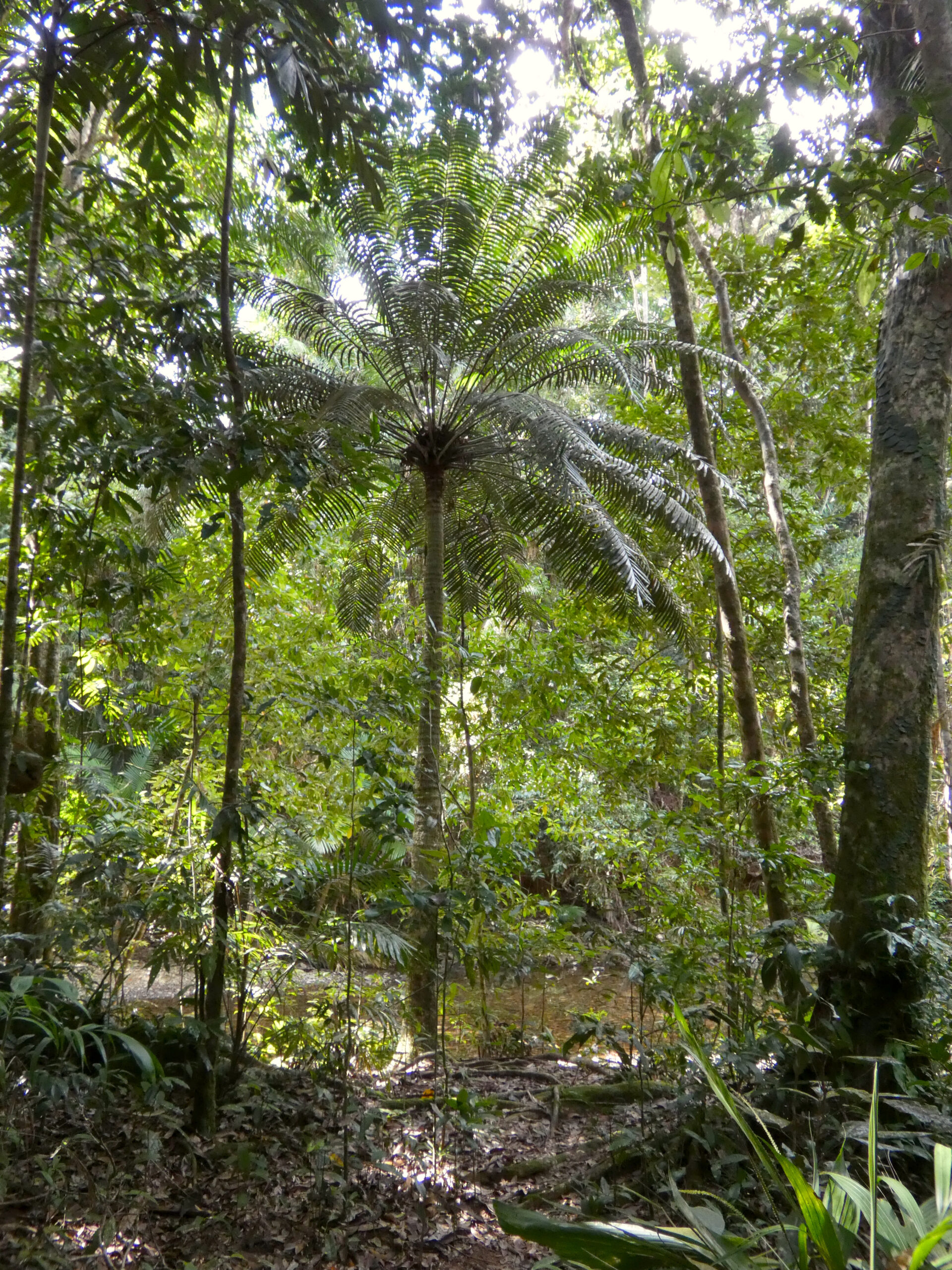 Lepidozamia hopei