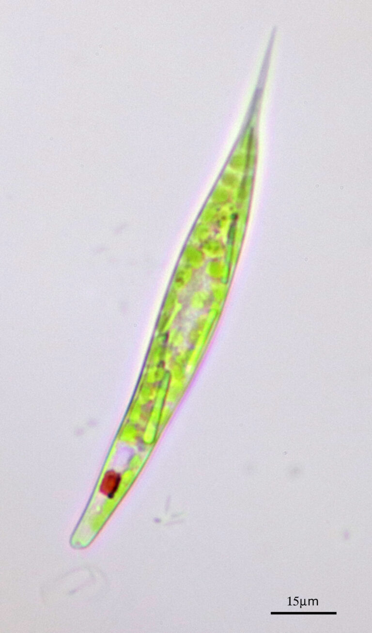 Lepocinclis acus