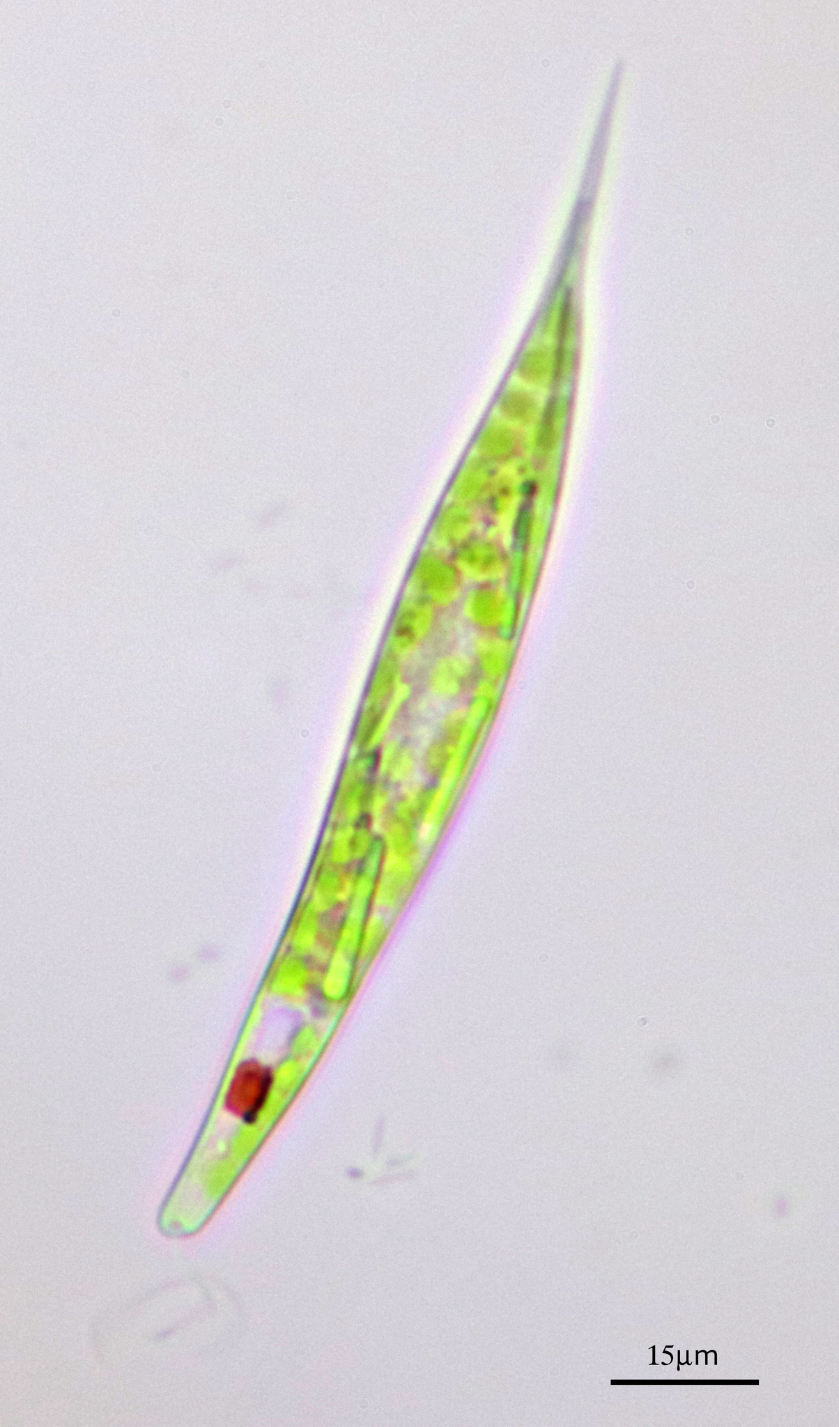 Lepocinclis acus