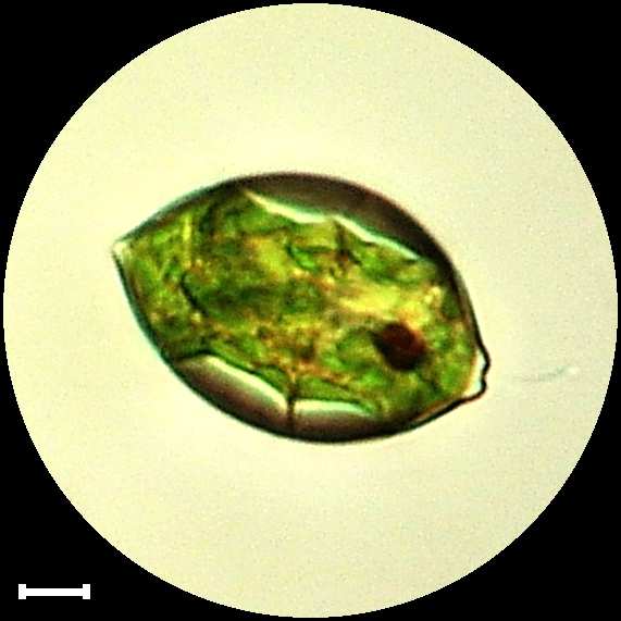 Lepocinclis fusiformis