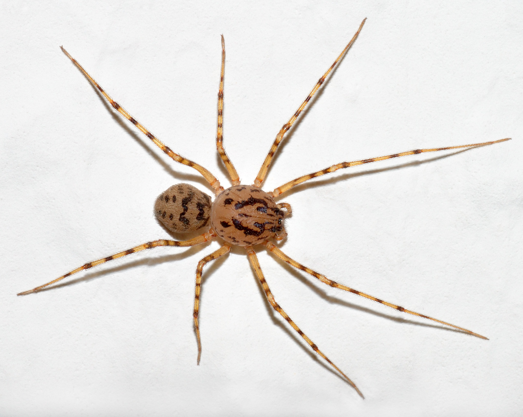 lepovka jižní (Scytodes thoracica)