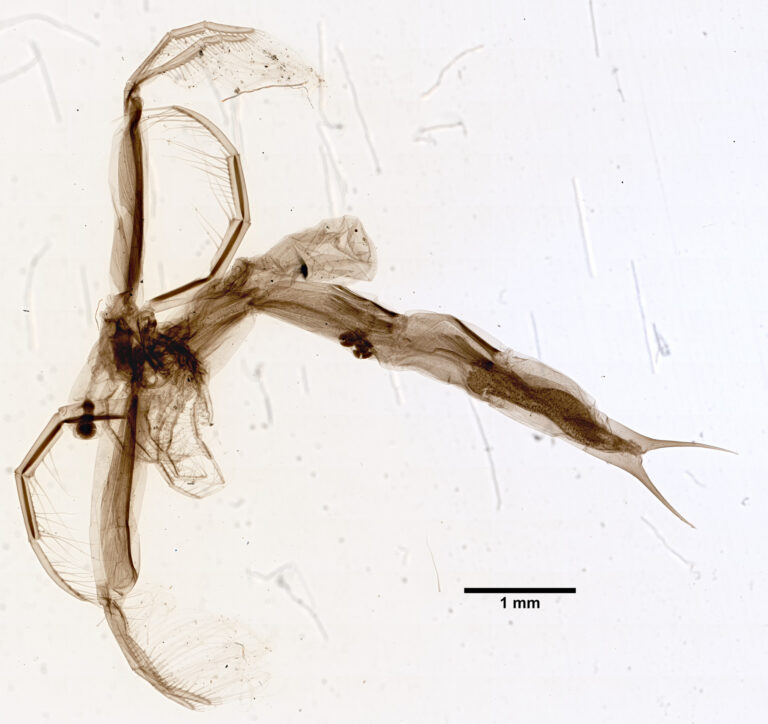 Leptodora kindtii