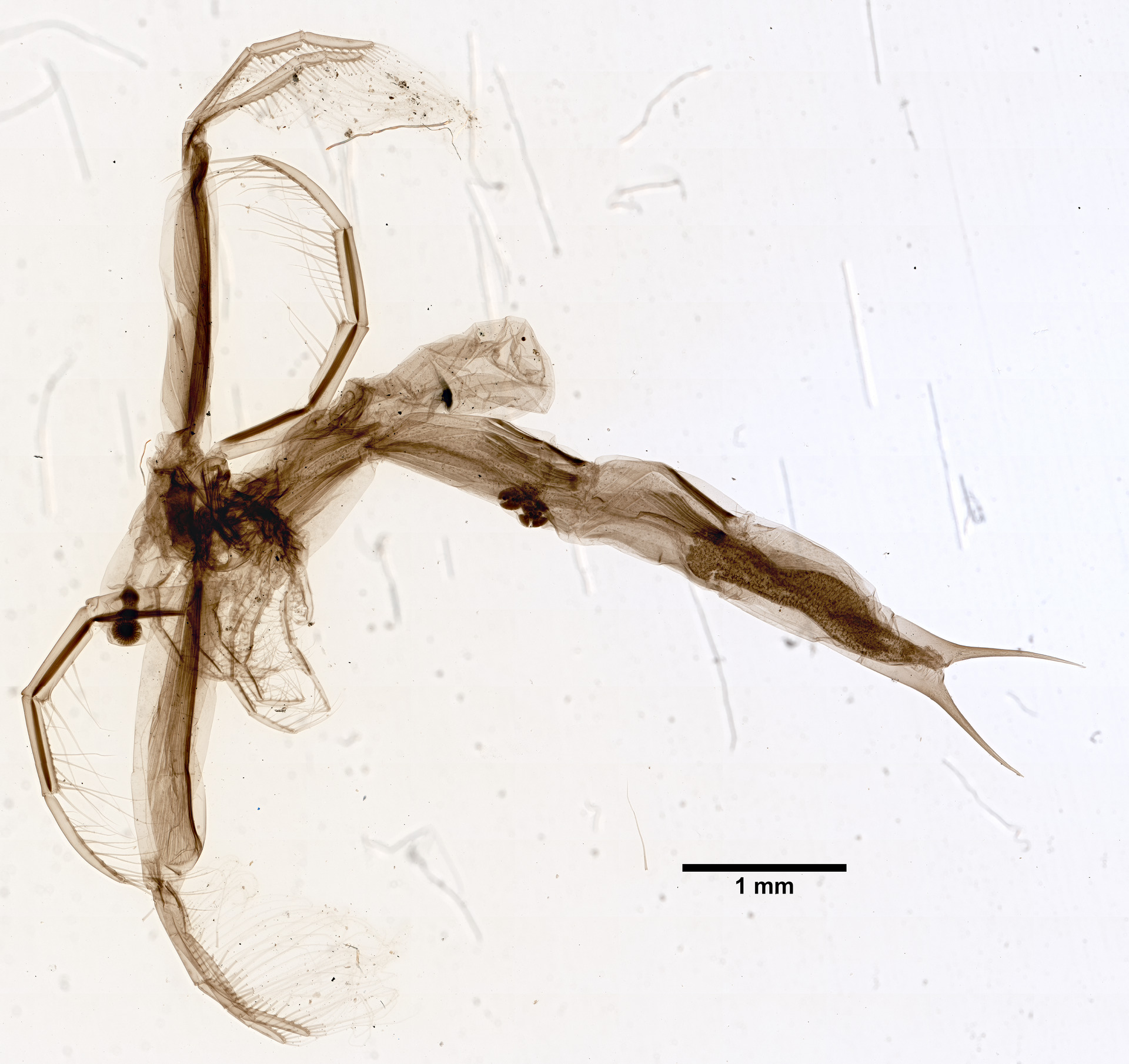 Leptodora kindtii