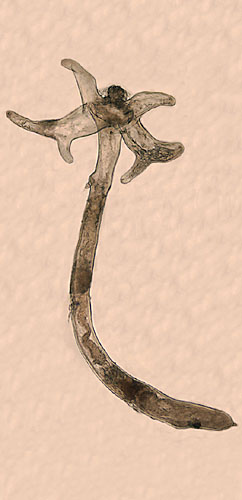 Lernaea cyprinacea