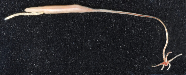 Lernaeenicus radiatus