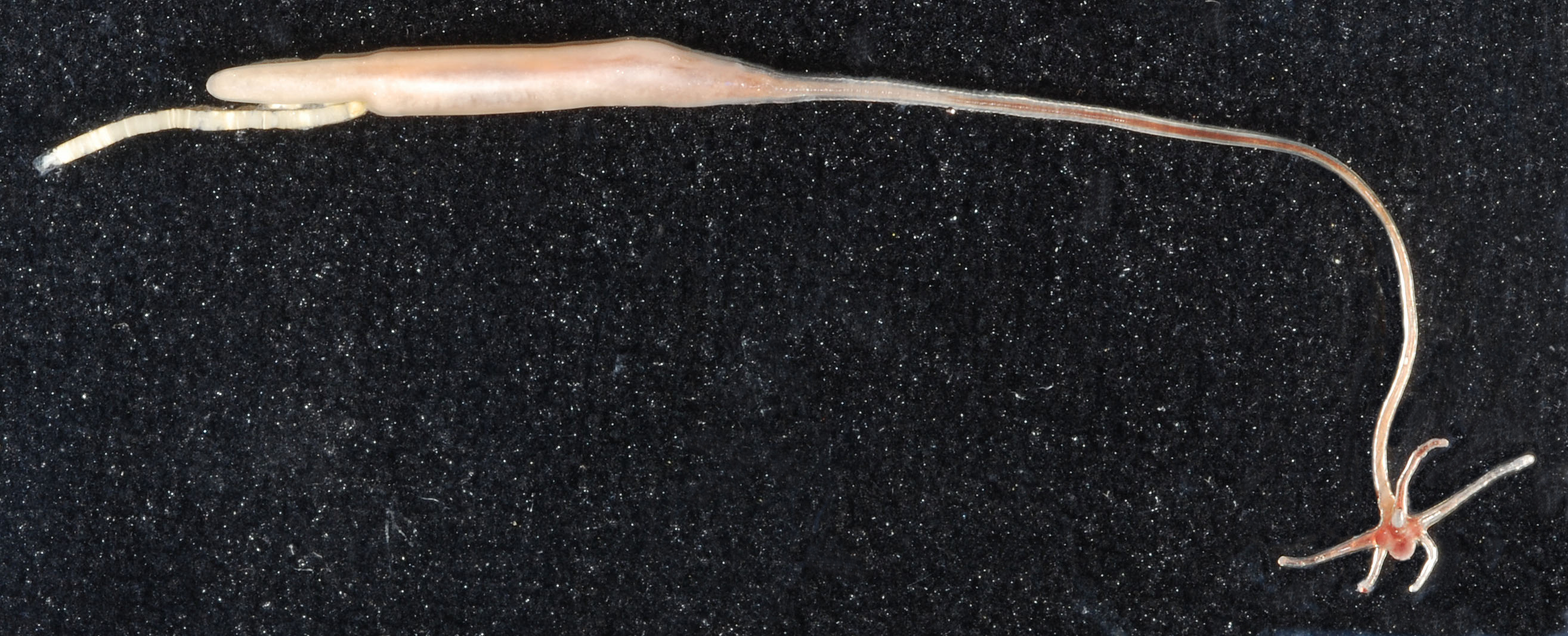 Lernaeenicus radiatus